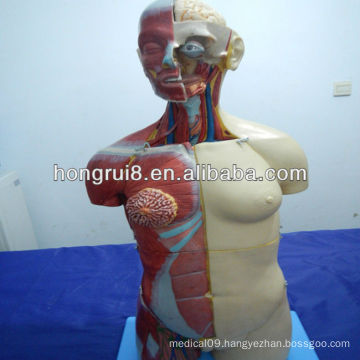 ISO Deluxe Human Torso model with Open Back, 32-Part Dual Sex torso